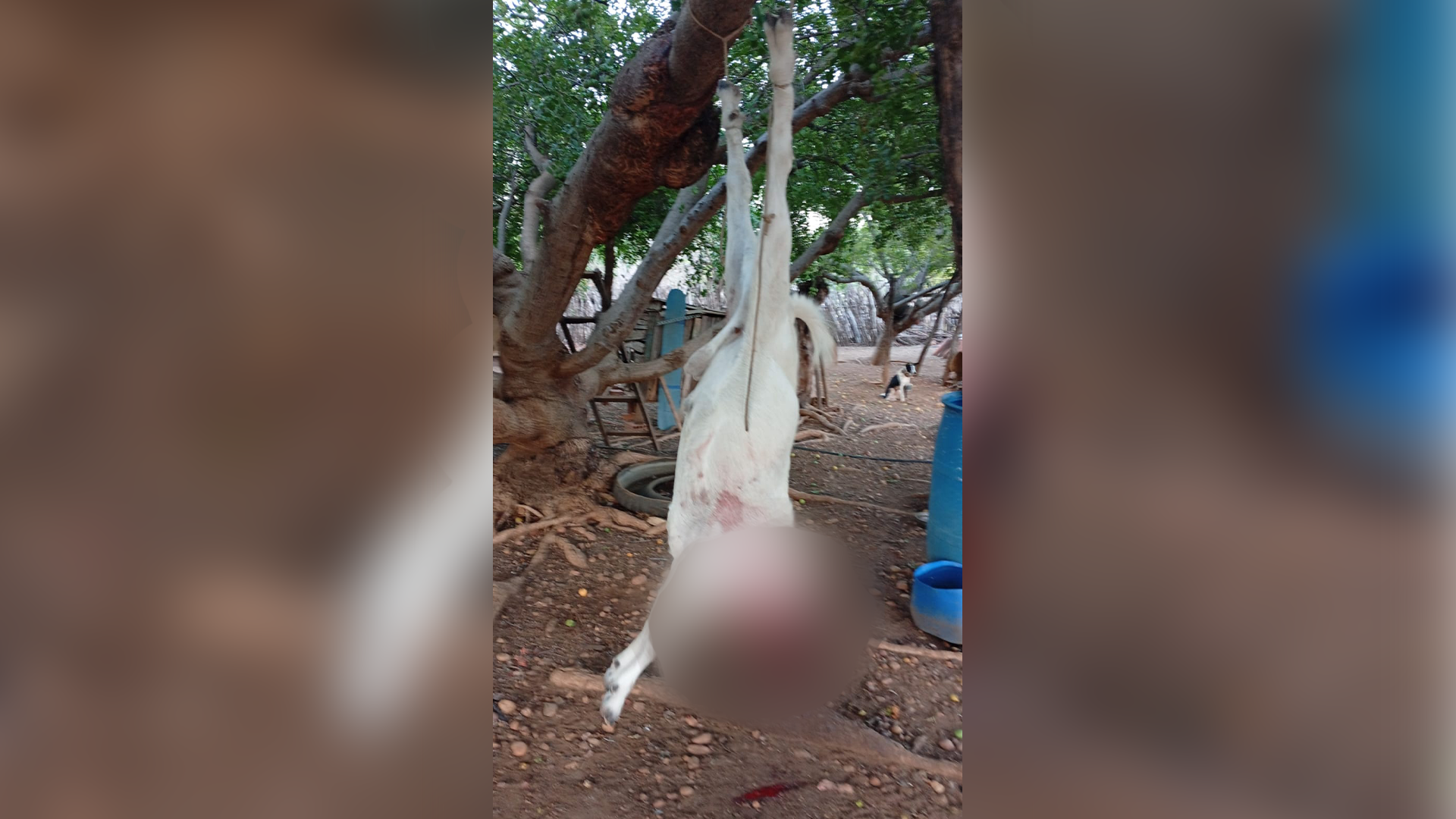 <strong>Homem é preso após matar bode e tentar fugir com a carne em assentamento de Mossoró</strong>